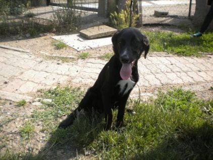 Photo de Lixy, Border Collie crois� Labrador Retriever
