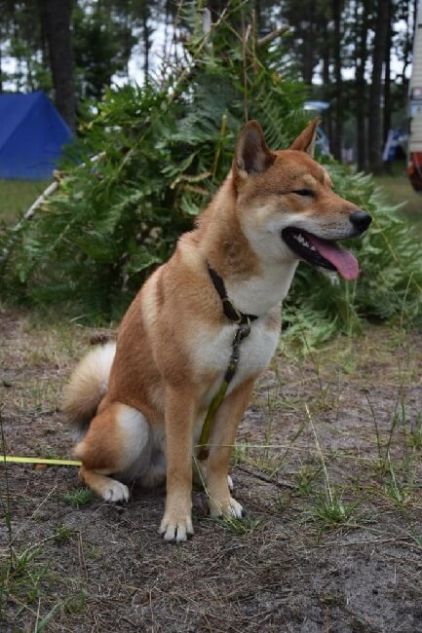 Photo de Ta�ko, Shikoku (kochi-ken) pure race