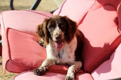 Photo de Nouba, Springer anglais pure race