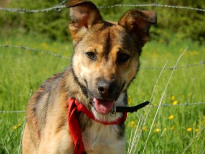 Photo de Jezzy, Berger Belge Malinois crois�