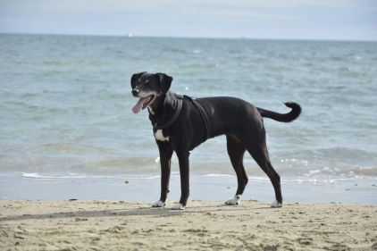 Photo de Nasca, Labrador Retriever crois� L�vrier