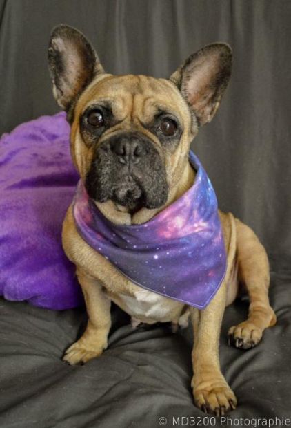 Photo de Granny, Bouledogue fran�ais pure race