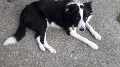 Photo de Nougat, Border Collie pure race