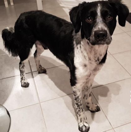 Photo de Mustang, Border Collie crois� Epagneul breton
