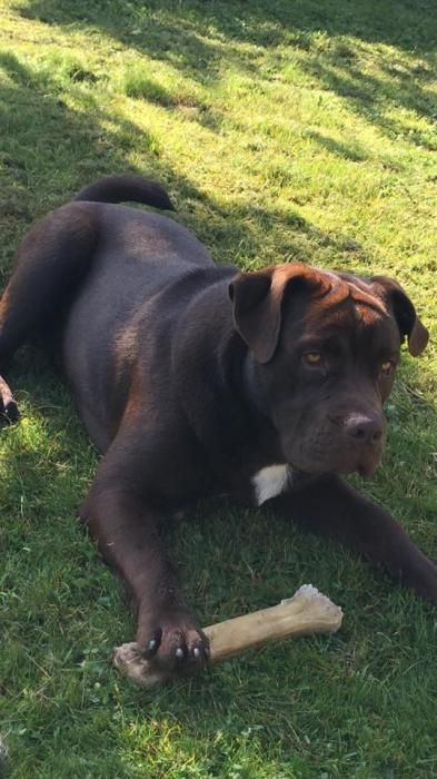 Photo de Milka, Terre-neuve crois� Boxer