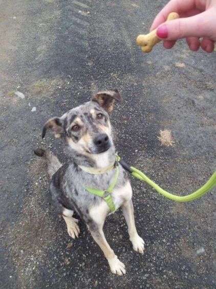 Photo de Crunch, Berger australien crois�