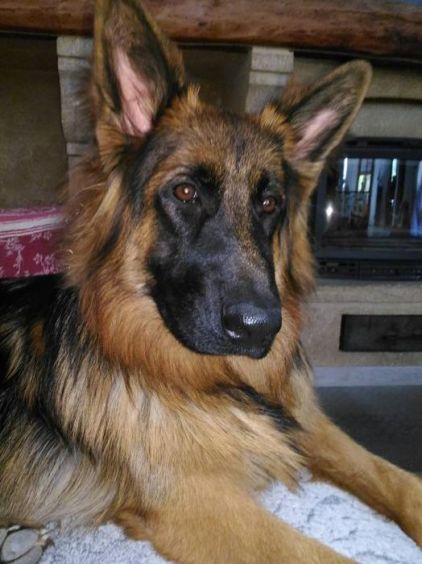 Photo de Maikane, Berger Allemand pure race
