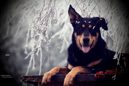 Photo d'Hatos, Beauceron crois� Husky
