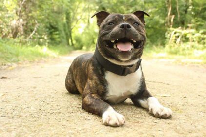 Photo de Marlon, Staffordshire Bull Terrier pure race