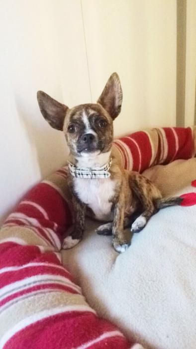 Photo de Happy, Chihuahua pure race