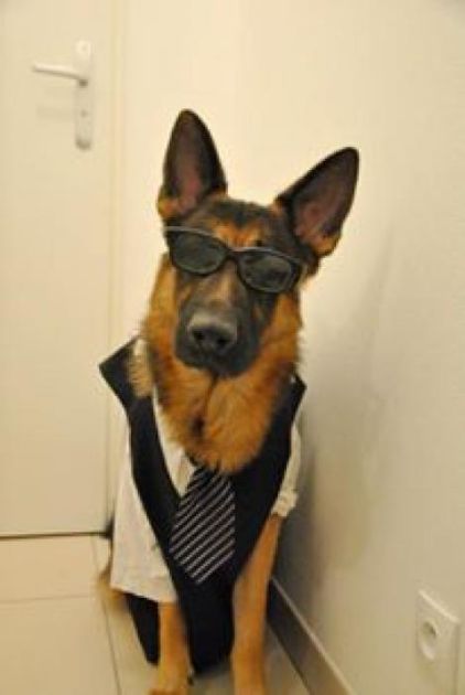 Photo de Hunter, Berger Allemand pure race