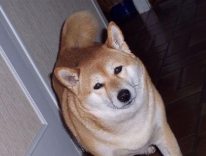 Photo de Suki, Shiba Inu pure race
