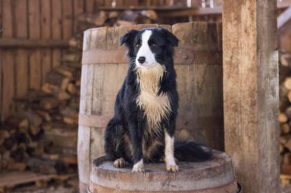 Photo de Leevy, Border Collie pure race