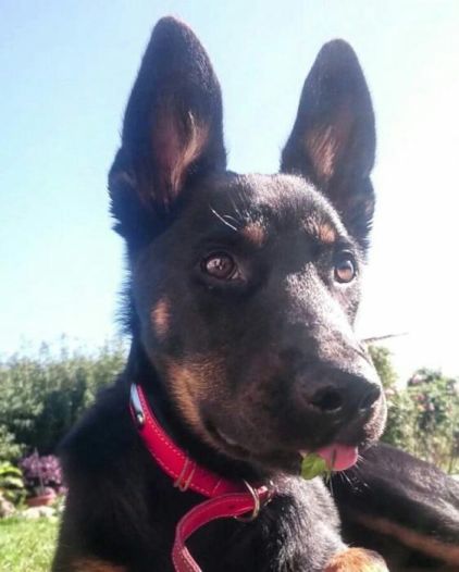 Photo de Neko, Beauceron crois� Berger Allemand