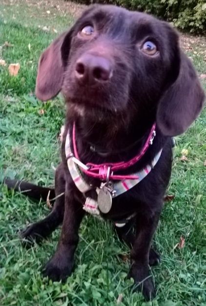 Photo de Severina, Basset hound crois�