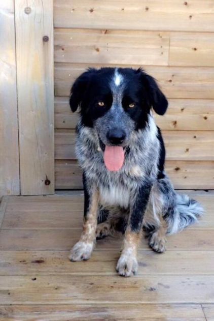 Photo de Noak, Border Collie crois� Setter anglais