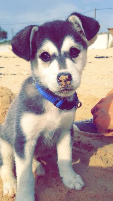 Photo de Daisy, Husky crois� Labrador Retriever