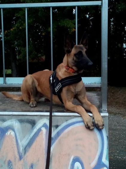 Photo de Max, Berger Belge Malinois pure race