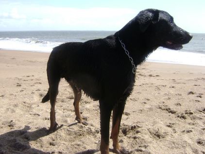 Photo de Dexter, Beauceron pure race
