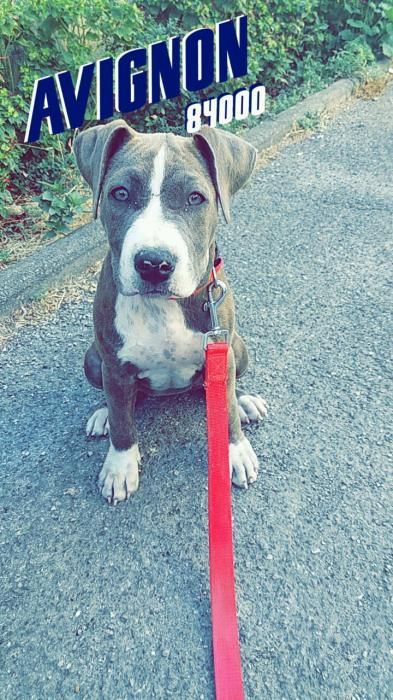 Photo de Nala, American Staffordshire terrier pure race