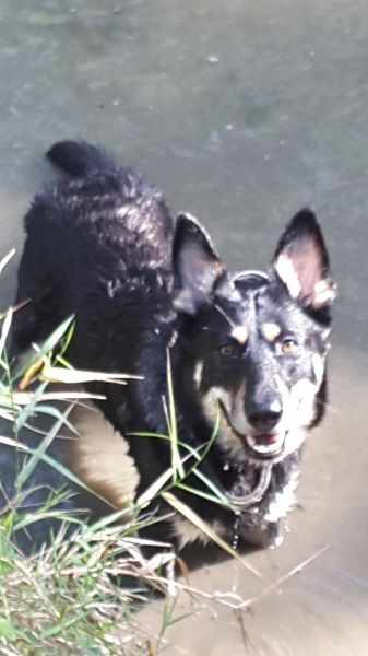 Photo de Mulan, Berger Belge Malinois crois� Berger Allemand