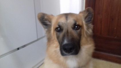 Photo de Leiko, Berger Belge Malinois crois� Husky