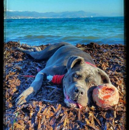 Photo de L�na, Cane Corso pure race