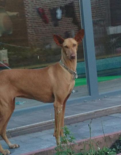 Photo de Aura, Podenco pure race