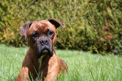 Photo de Guessy, Boxer pure race
