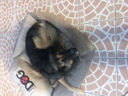 Photo de Dixie, Berger Allemand crois� Border Collie