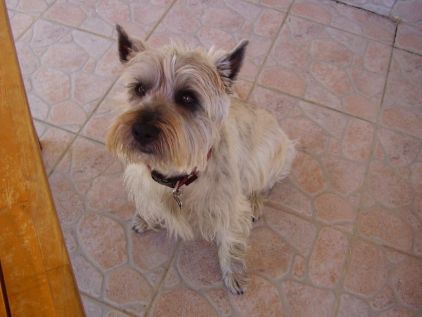 Photo de Cookie, Cairn terrier pure race