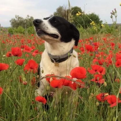 Photo de Cassie, Border Collie crois� Epagneul breton