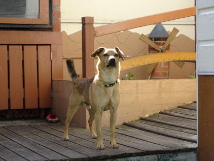 Photo de Simba, Jack Russell terrier crois�
