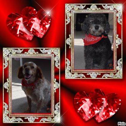 Photo de Tequila, Caniche crois� Griffon