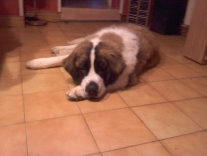 Photo de Enya, Saint-bernard pure race